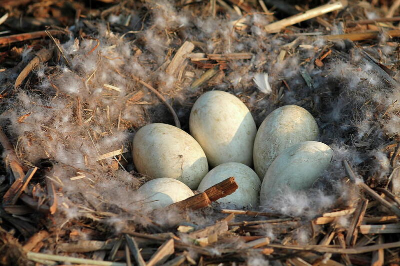 how long dies it take for bird eggs to hatch