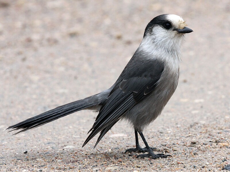 canada jay bird