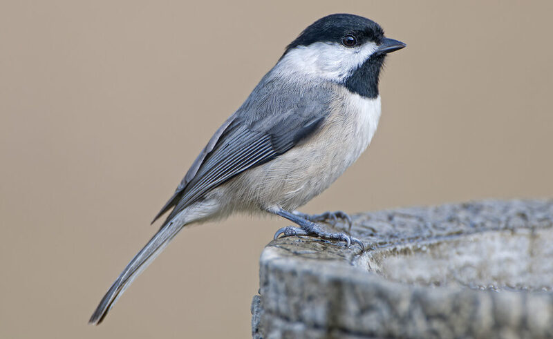 carolina chickadee