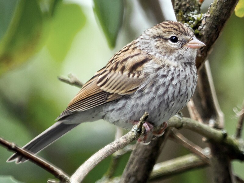 chipping sparrow