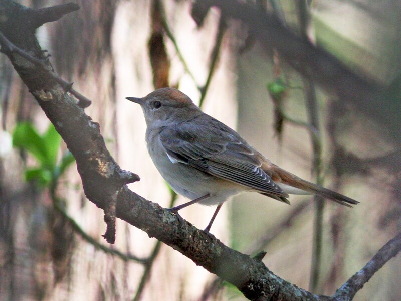 common nightingale