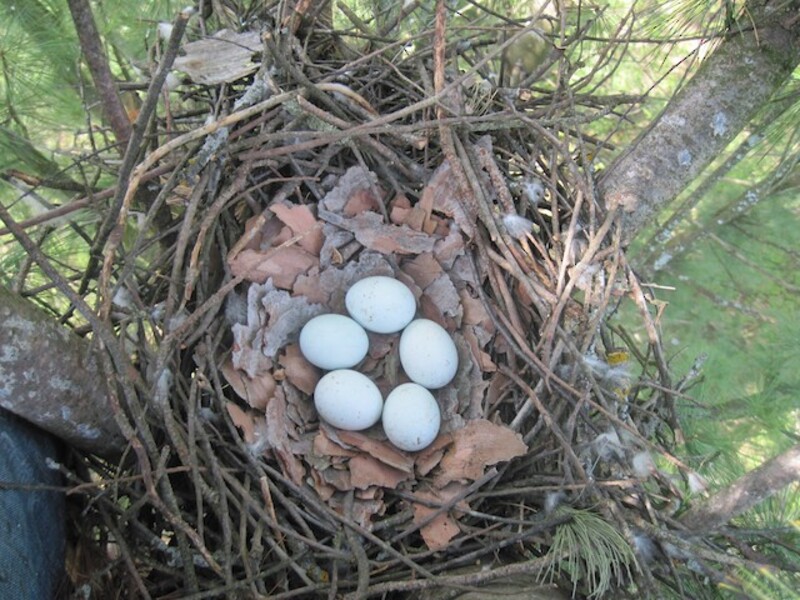 coopers hawk nest