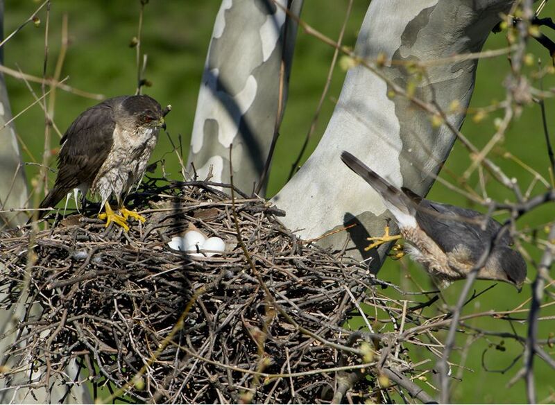 coopers hawk nest