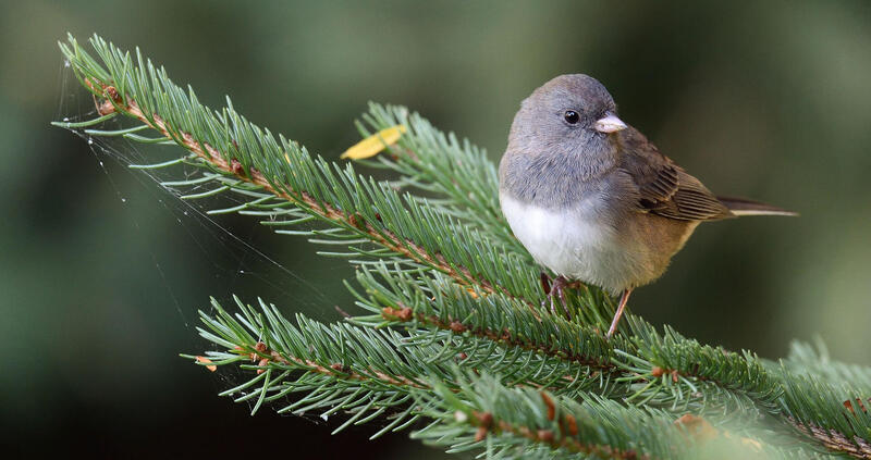 dark eyed junco