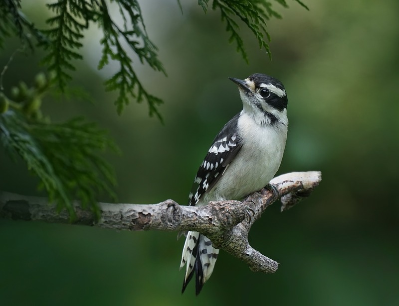 downy woodpecker diet