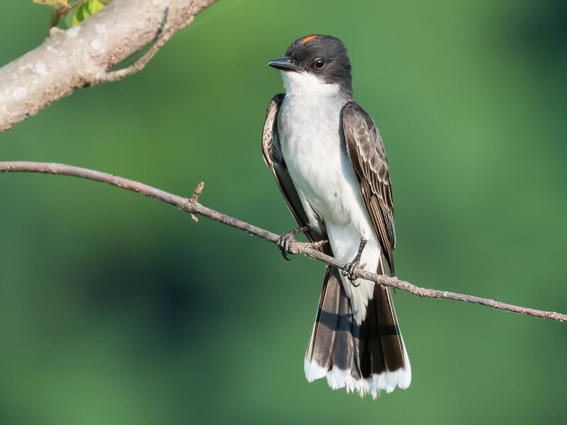 eastern kingbird