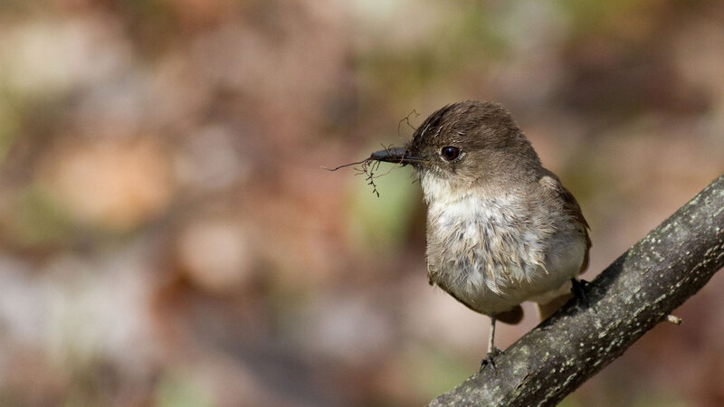 eastern phoebe