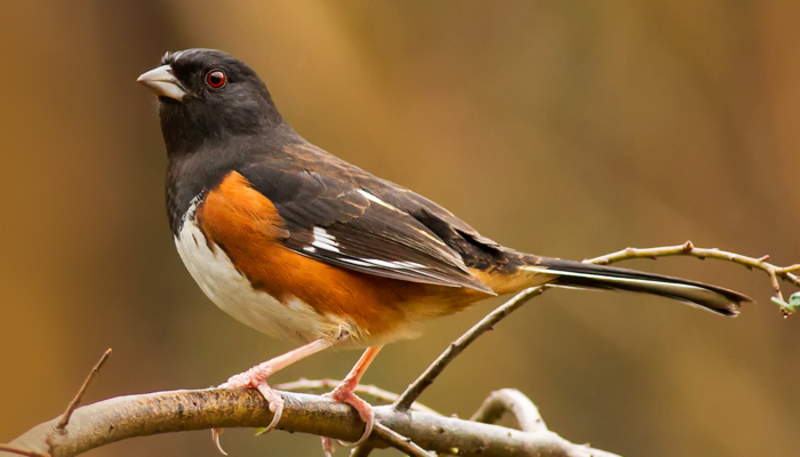 eastern towhee