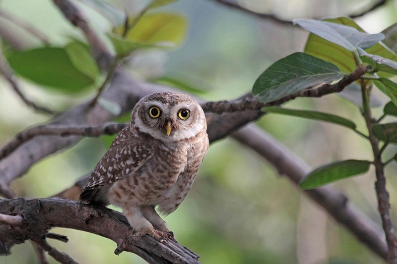 elf owl