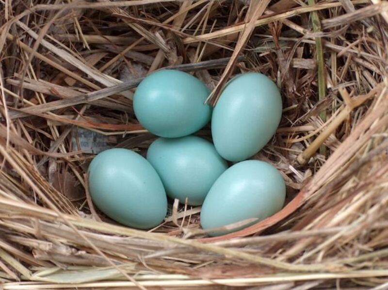 european startling eggs