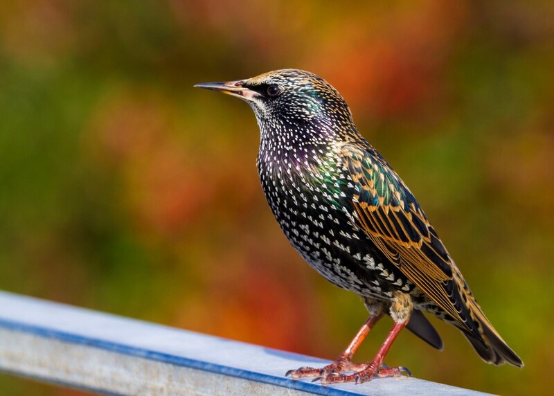 european starling