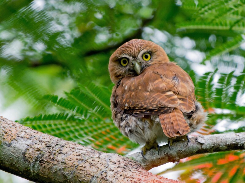 ferruginous pygmy owl
