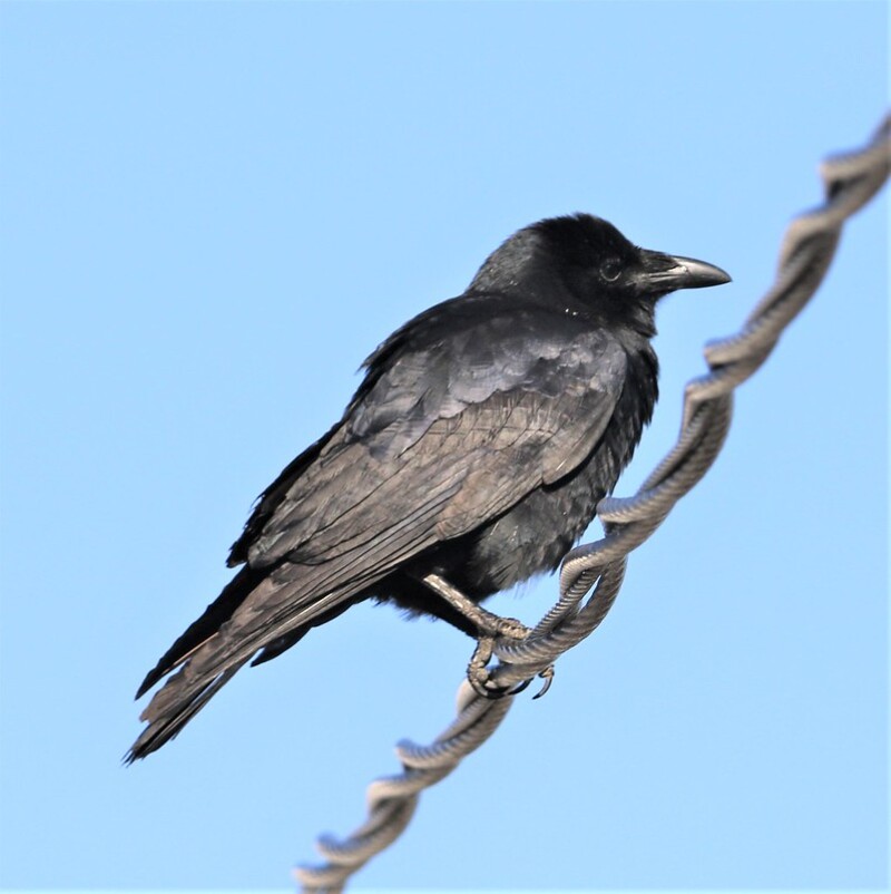 fish crow