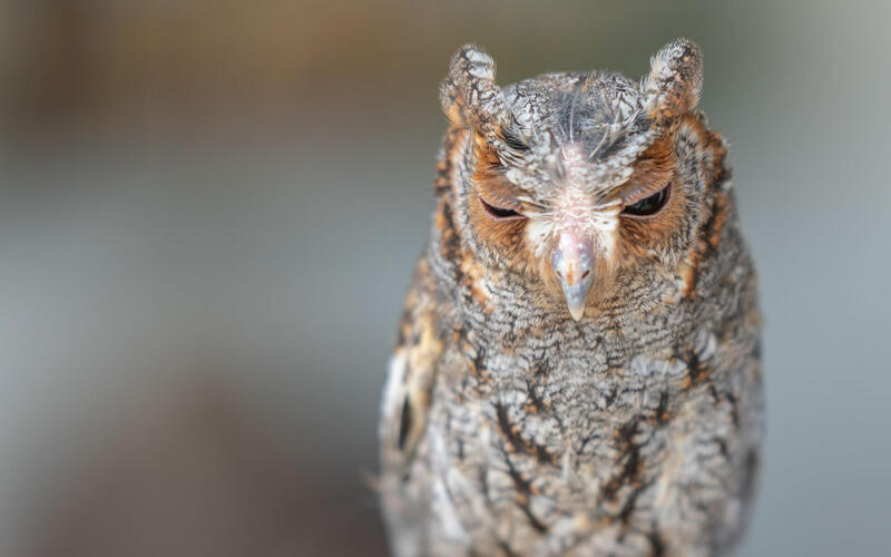 flammulated owl