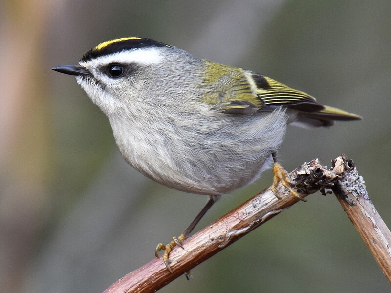 golden crowned kinglet