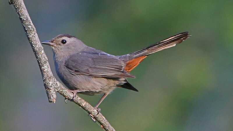 gray catbird