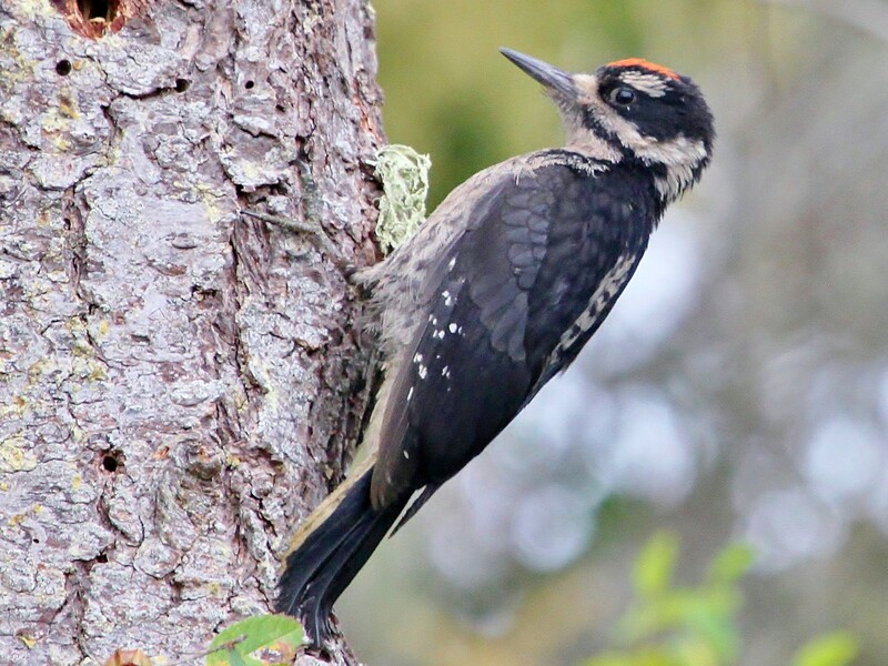 hairy woodpecker