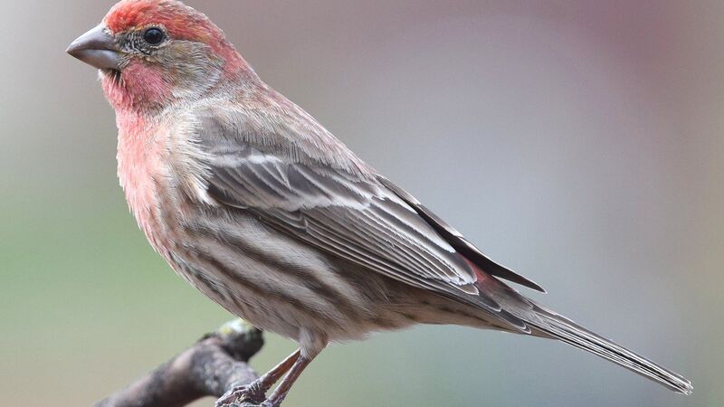 does society finches weight