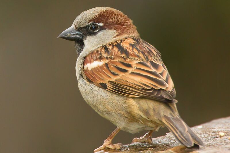 How Long Do Sparrows Live Daily Birder