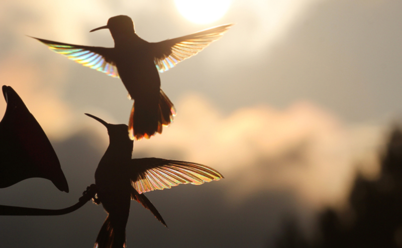 hummingbirds chasing each other