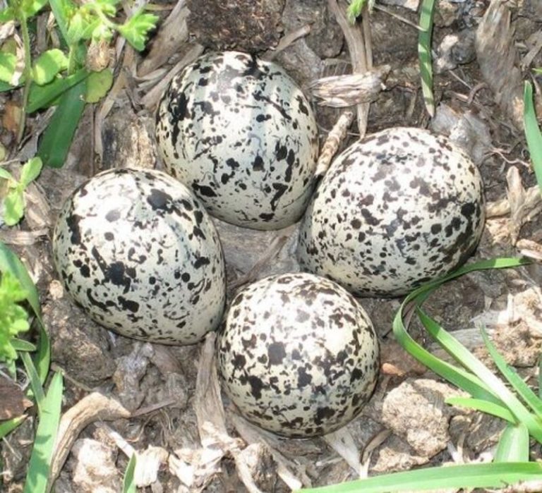 How Long Does It Take For Bird Eggs To Hatch? Daily Birder