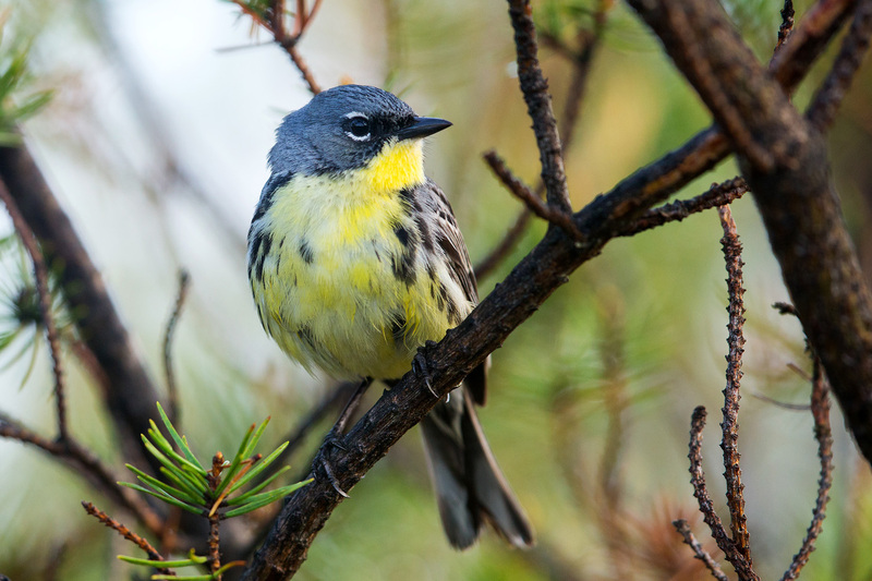 kirtlands warbler