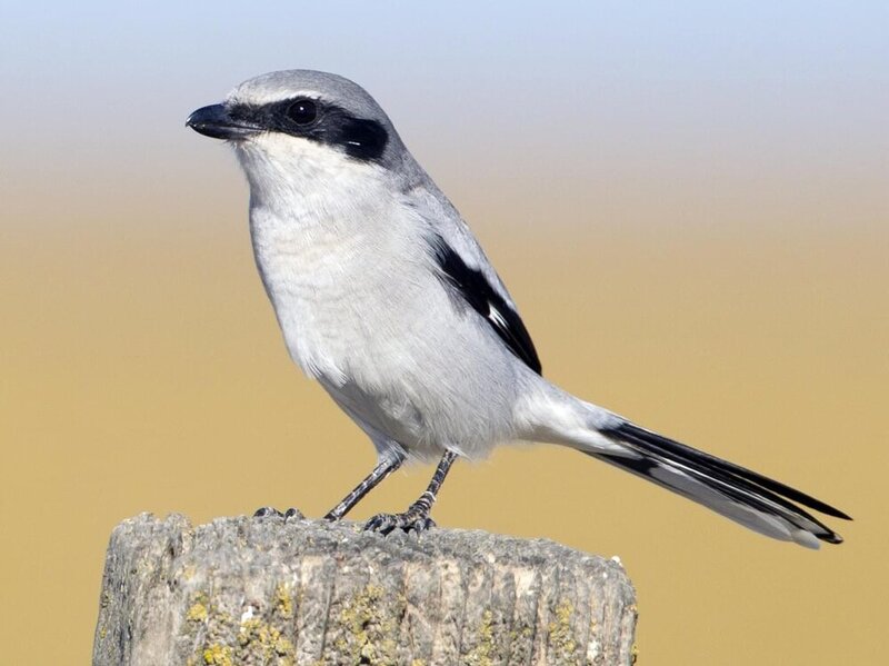 loggerhead-shrike