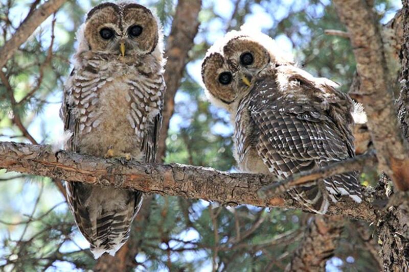 mexican spotted owl
