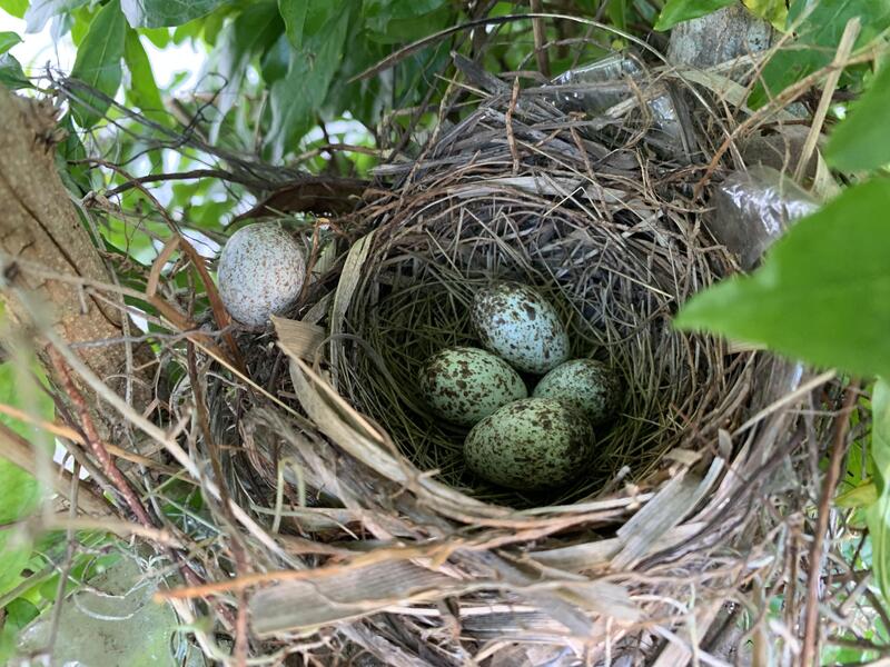 northern cardinal eggs