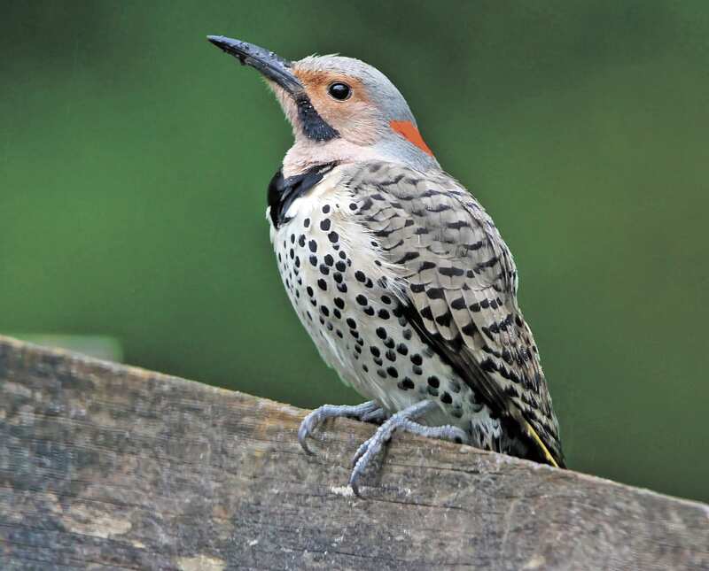 Northern Flicker Woodpecker 