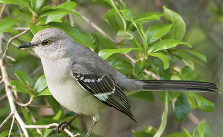 The Birds Of North Carolina - Daily Birder