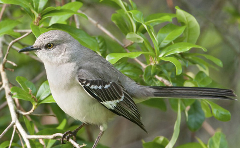  oiseau moqueur du Nord 