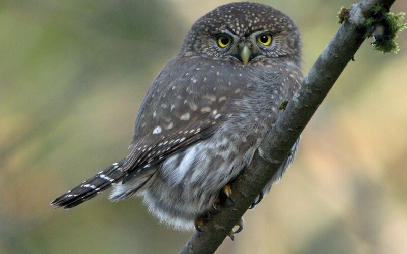 northern pygmy owl