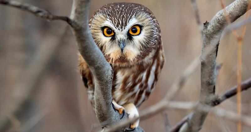 northern saw whet owl