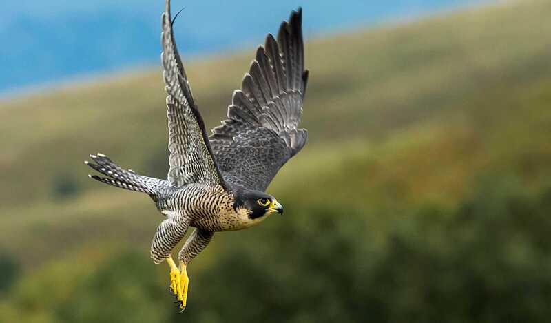 peregrine falcon