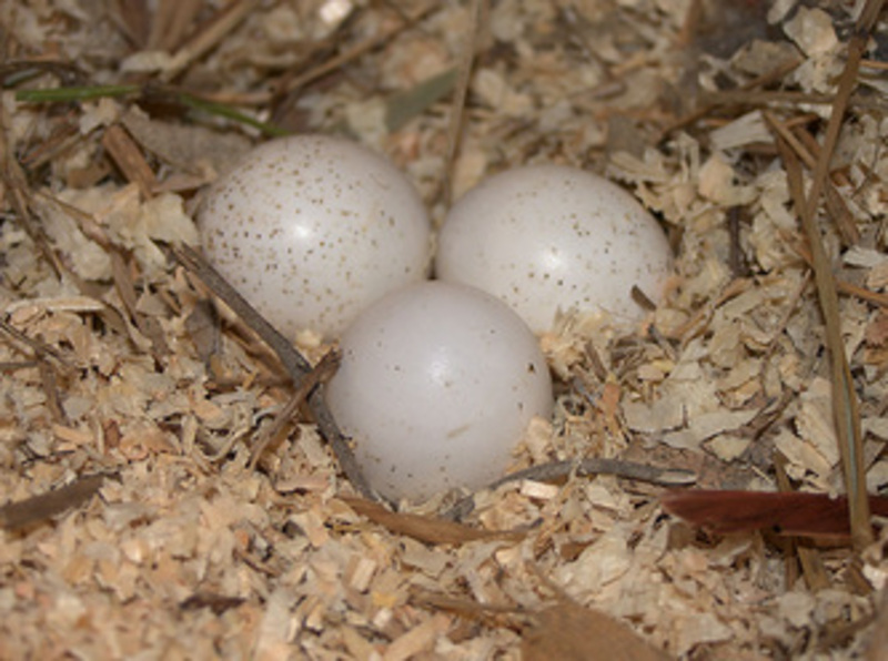 pileated woodpecker eggs