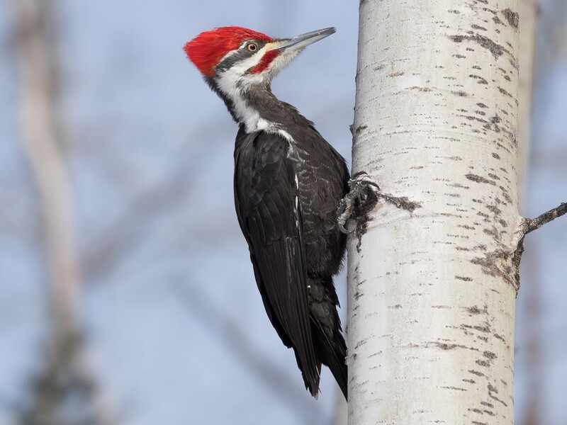 pileated woodpecker