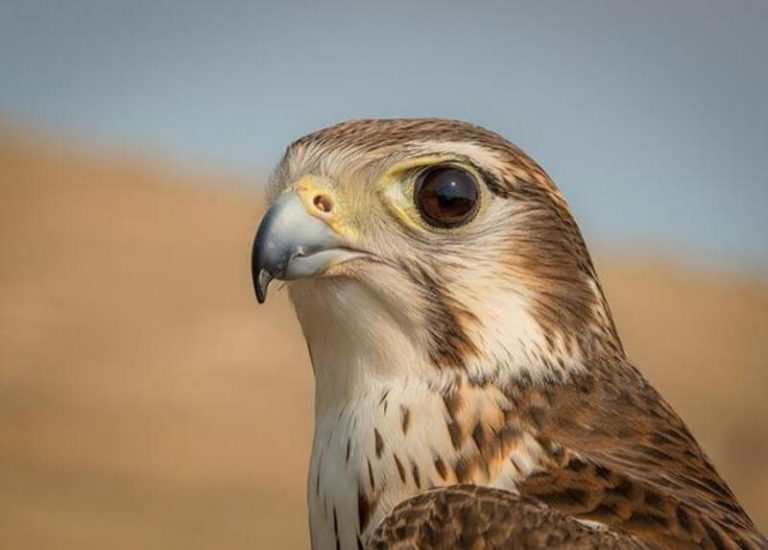 What Is The Difference Between a Hawk and a Falcon