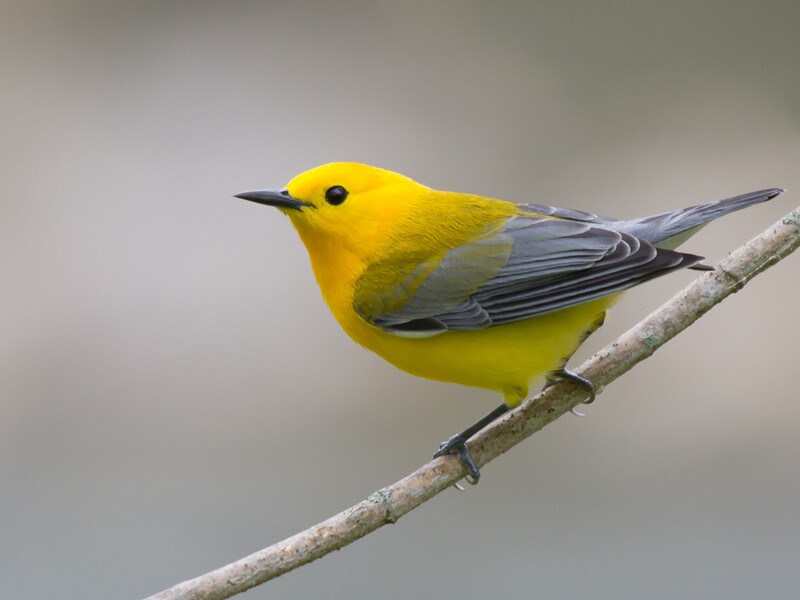 prothonotary warbler