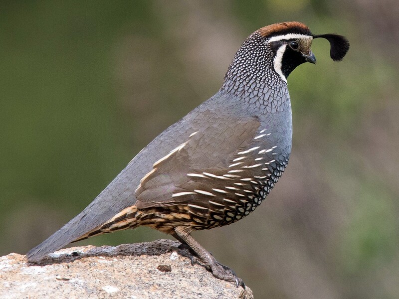 quail