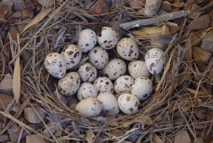 Do Quail Sit On Their Eggs? - Daily Birder