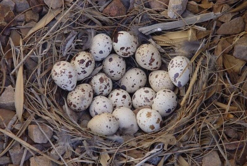 quail eggs nest