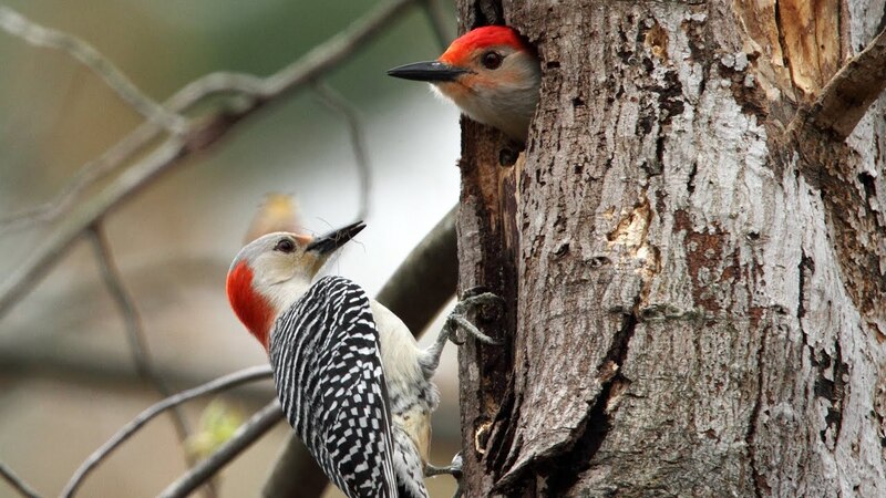 red bellied woodpecker