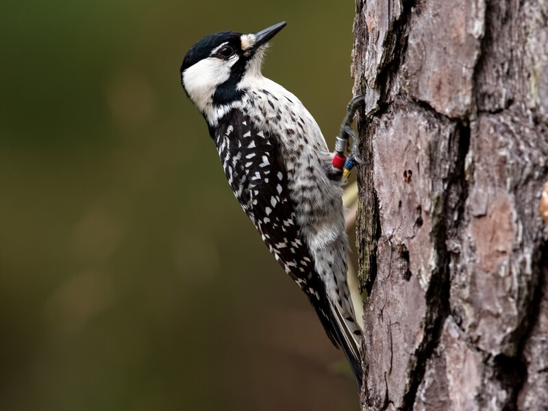 red cockaded woodpecker