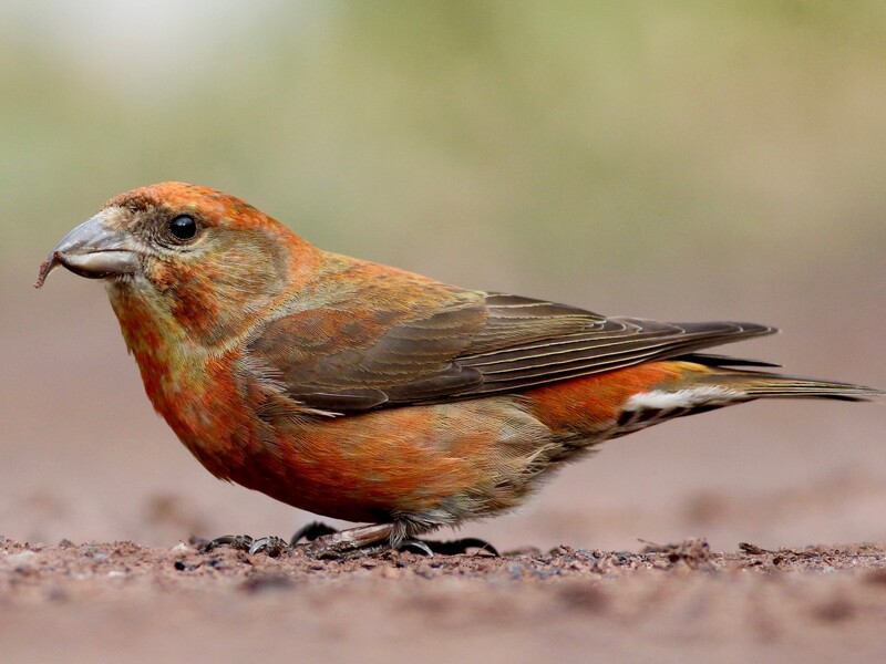 red crossbill