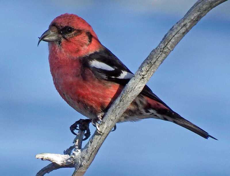 red crossbill