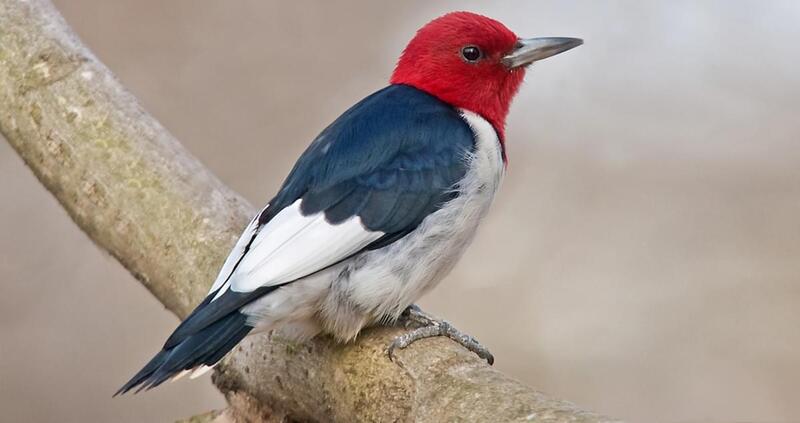 redheaded woodpecker