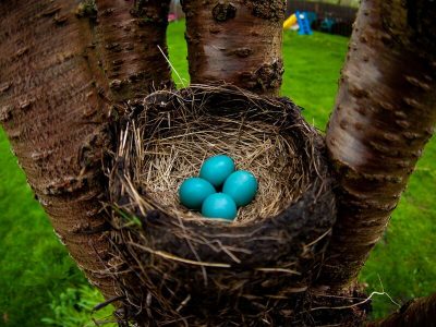 american robin eggs