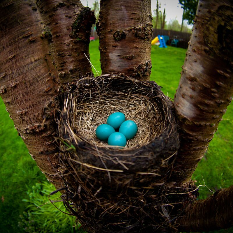 american robin eggs