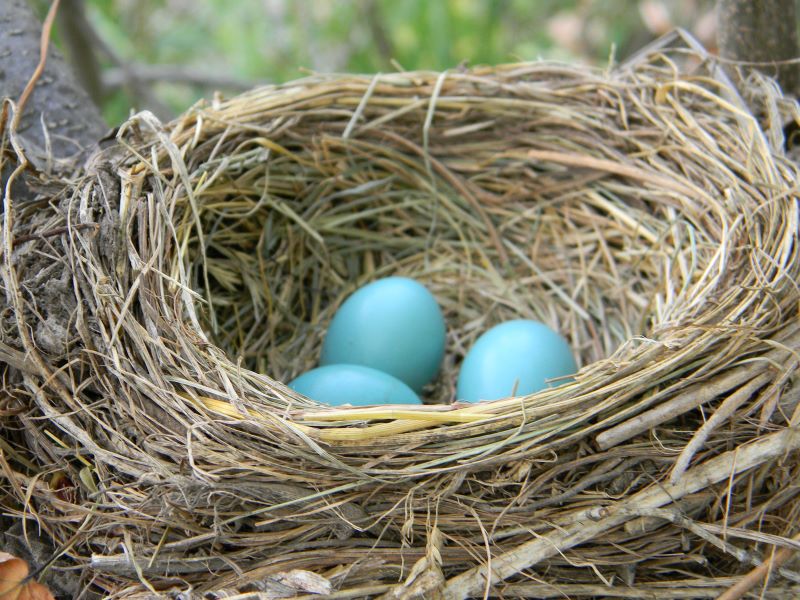 robin's nest with eggs